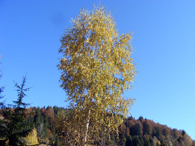 DSCF0116