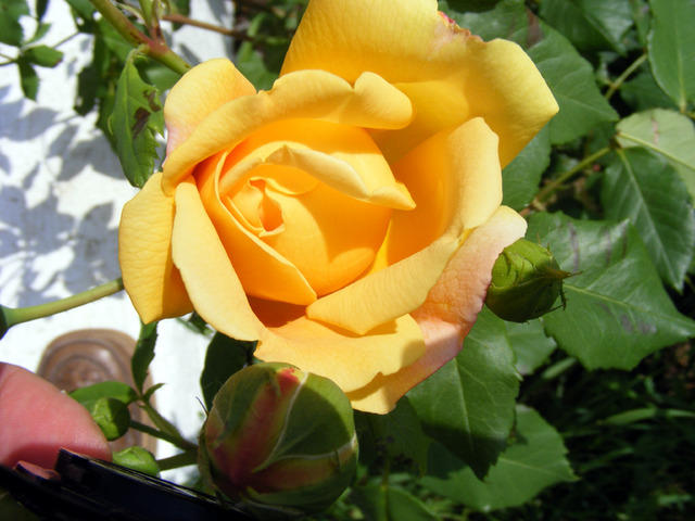 DSCF0094