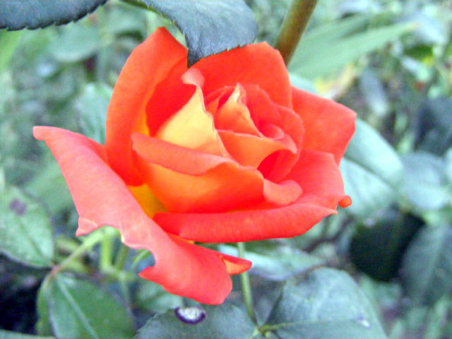 DSCF0038