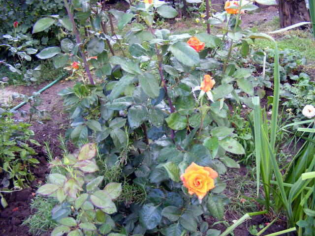 DSCF0008