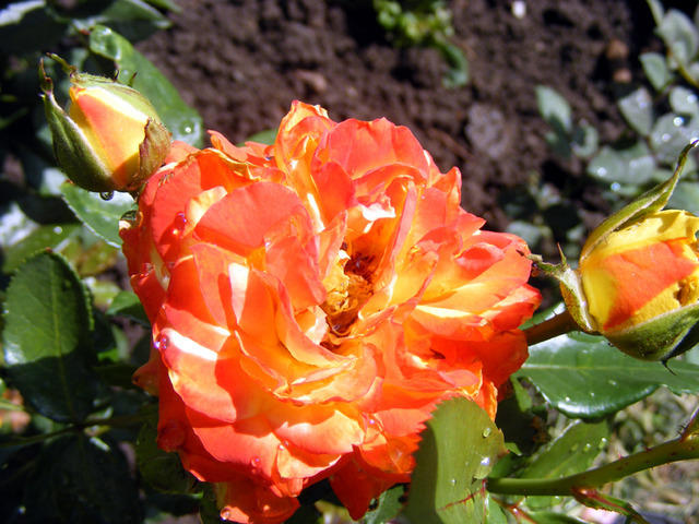 DSCF0035