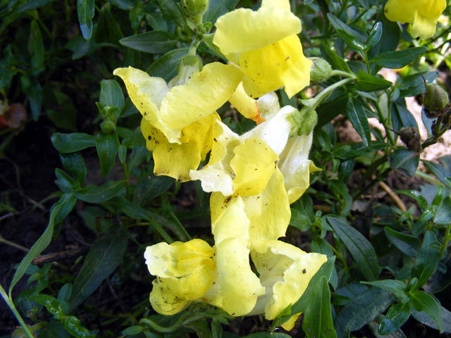 DSCF0037