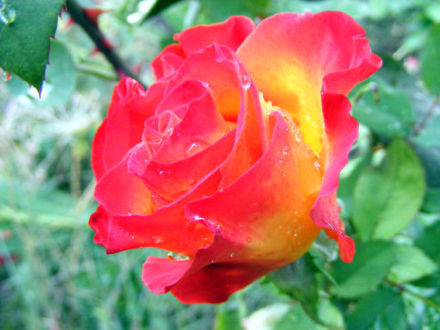 DSCF0054