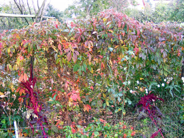 DSCF0070
