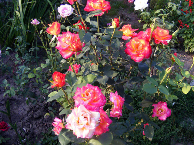 DSCF0082