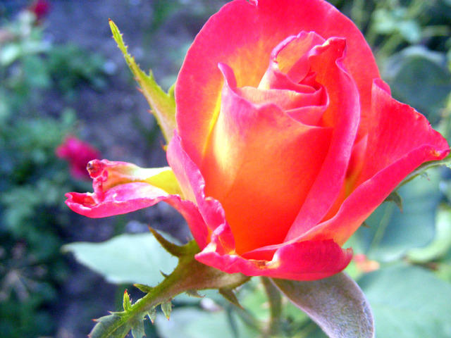 DSCF0100