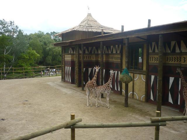 Girafe