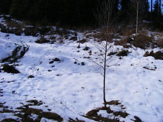 2009_02090216.JPG