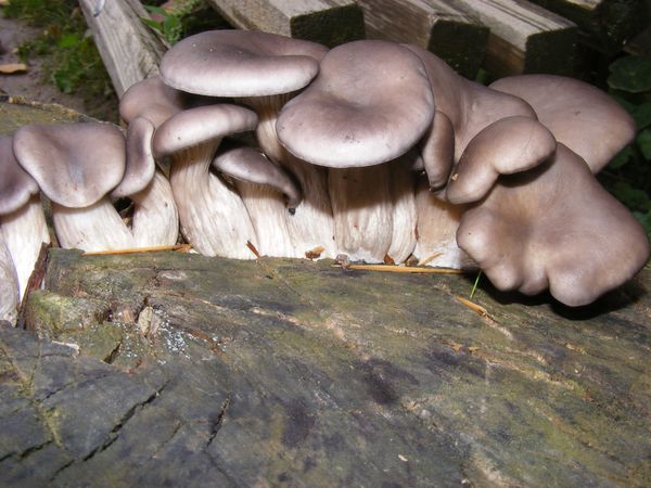 Pleurotus ostreatus