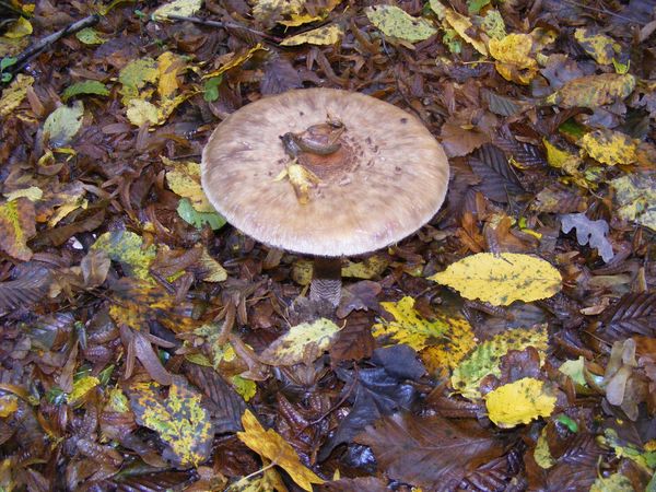 Macrolepiota Procera