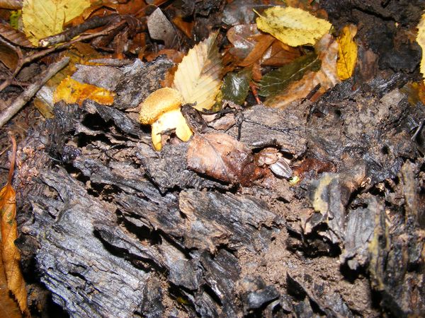 Gheaba mica - Armillaria melea
 Gheaba mica - Armillaria melea