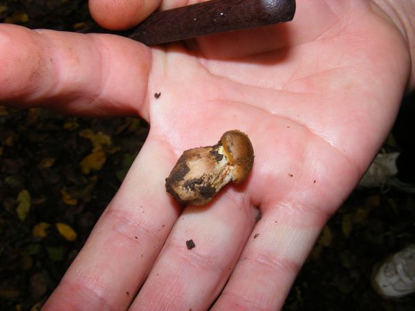 Gheaba mica - Armillaria melea
 Gheaba mica - Armillaria melea