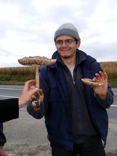 Gabi Robu - Macrolepiota Procera