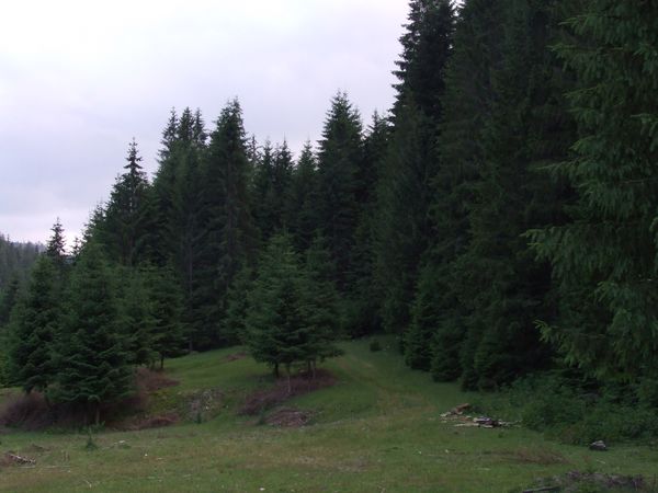 Peisaj pe valea Borcii