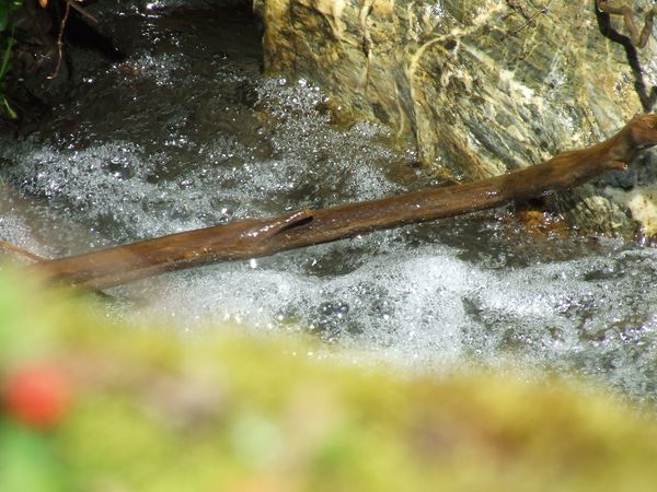 raul Borca, Borca River