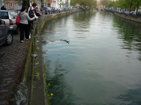Ducks