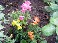 DSCF0083