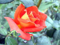 DSCF0038