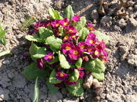 Primula