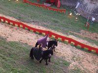 Cavaleri