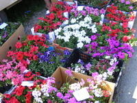 DSCF0104