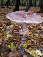 Macrolepiota Procera