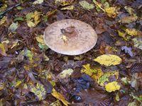 Macrolepiota Procera