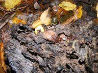Gheaba mica - Armillaria melea
 Gheaba mica - Armillaria melea