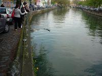 Ducks
