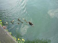 Ducks